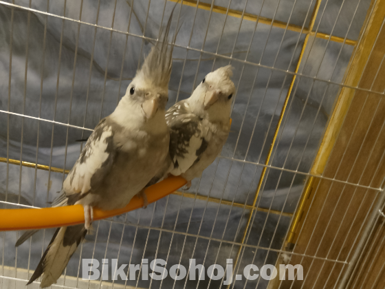 Cockatiel